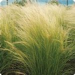 Pony Tails Stipa Grass Seeds – 100 Seeds – Decorative & Ornamental
