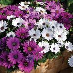 Osteospermum Flower Garden Seeds – Asti Series – Color Mix – Annual