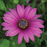 Osteospermum Flower Garden Seeds – Asti Series – Purple – 100 Seeds