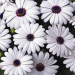 Osteospermum Flower Garden Seeds – Asti Series – White – 100 Seeds