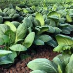 White Stem Pak Choi Cabbage Seeds- 1 Oz – Non-GMO Bok Choi Vegetable