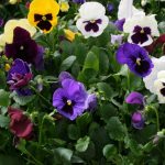 Pansy Flower Garden Seeds -Colossus Series -Color Mix -500 Seed-Annual