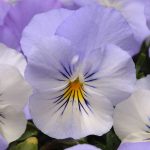 Pansy Flower Garden Seeds- Cool Wave Series – Frost – Annual Gardening