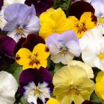 Pansy Flower Garden Seeds – Cool Wave Series – Color Mix – Annual