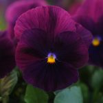 Pansy Flower Garden Seeds -Cool Wave Series -Purple -100 Seed-Annual