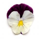 Pansy Flower Garden Seeds- Cool Wave Series – Violet Wing – 100 Seeds