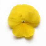 Pansy Flower Garden Seeds- Cool Wave Series – Golden Yellow – 100 Seed