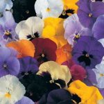Pansy Flower Garden Seeds -Delta Premium-Color Mix- Annual Gardening