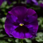 Pansy Flower Garden Seeds – Delta Premium F1 Series – Neon Violet