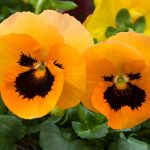 Pansy Flower Garden Seeds – Delta Premium F1 Series – Orange w/ Blotch