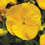 Pansy Flower Garden Seeds -Delta Premium F1 Series -Pure Golden Yellow