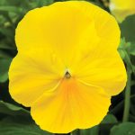 Pansy Flower Garden Seeds – Delta Premium F1 Series – Pure Lemon
