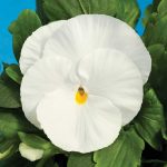 Pansy Flower Garden Seeds – Delta Premium F1 Series – Pure White