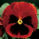 Pansy Flower Garden Seeds – Delta Premium F1 Series – Red w/ Blotch