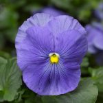 Pansy Flower Garden Seeds – Delta Premium F1 Series – True Blue