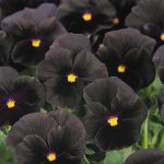 Pansy Flower Garden Seeds – Haloween II – Black- 500 Seeds- Annual