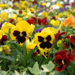 Pansy Flower Garden Seeds – Swiss Giant Mix – 4 Oz – Annual Gardening