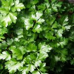 Parsley Herb Garden Seeds-Dark Green Italian Flat-Leaf-1 Oz-Heirloom