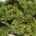 Parsley Herb Garden Seeds- Triple Moss Curled – 1 Oz – Heirloom Herbal