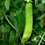 Early Frosty Pea Garden Seeds – 1 Lb – Non-GMO, Heirloom Vegetable