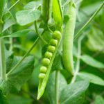 Lincoln Pea Garden Seeds (Treated) – 25 Lbs Bulk – Non-GMO, Heirloom