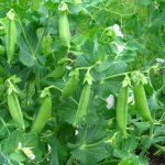 Progress No. 9 Pea Garden Seeds – 50 Lbs Bulk – Non-GMO, Heirloom