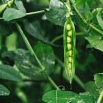 Progress No. 9 Pea Garden Seeds – 5 Lbs – Non-GMO, Heirloom, Organic