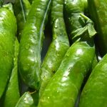 Sugar Ann Snap Pea Garden Seeds – 25 Lbs Bulk – Vegetable Gardening