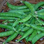 Sugar Daddy Snap Pea Garden Seeds – 1 Lb- Non-GMO, Heirloom Vegetable