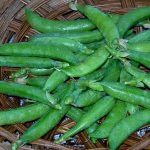 Sugar Daddy Snap Pea Garden Seeds – 25 Lbs Bulk – Heirloom, Organic