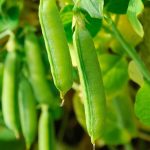 Sugar Snap Pea Garden Seeds (Treated) – 5 Lbs – Heirloom Vegetable