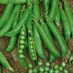 Sugar Sprint Snap Garden Seeds – 1 Lbs – Non-GMO, Heirloom Vegetable