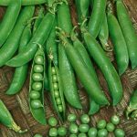 Sugar Sprint Snap Garden Seeds (Treated) – 5 Lbs -Heirloom Vegetable