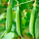 Sugar Snap Pea Garden Seeds – 50 Lbs Bulk – Heirloom Vegetable
