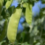 Oregon Giant Snow Pea Garden Seeds – 5 Lbs – Non-GMO, Heirloom