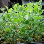 Sprouting Green Pea Seeds – 50 Lbs Bulk – Non-GMO, Organic Sprouts