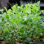 Speckled Pea Sprouting Seeds – 5 Lb – Organic, Sprouts & Microgreens