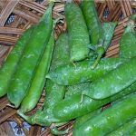 Wando Pea Garden Seeds – 5 Lbs – Heirloom Vegetable Gardening