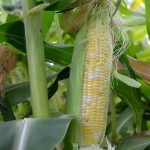 Peaches & Cream Hybrid Corn Garden Seeds – 25 Lb Bulk – Non-GMO