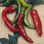 Anaheim Chili Hot Pepper Garden Seeds – 1 Lbs – Non-GMO, Heirloom