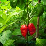 Bhut Jolokia Ghost Hot Pepper Garden Seeds – 25 Seed Packet – Indian