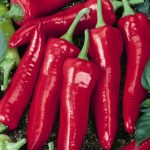 Big Jim Hot Pepper Garden Seeds – 4 Oz – Non-GMO, Heirloom Gardening