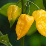 Lemon Habanero Hot Pepper Garden Seeds – 1 Oz – Heirloom Vegetable