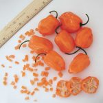 Orange Habanero Hot Pepper Garden Seeds – 0.25 Oz – Non-GMO, Heirloom