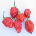 Caribbean Red Habanero Hot Pepper Garden Seeds – .25 Oz – Heirloom