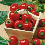 Large Red Cherry Hot Pepper Garden Seeds – 4 Oz – Non-GMO, Heirloom
