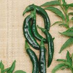 Pasilla Bajio Hot Pepper Garden Seeds – 4 Oz – Non-GMO Vegetable