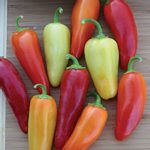 Santa Fe Grande Hot Pepper Garden Seeds – 1 Oz – Non-GMO, Vegetable