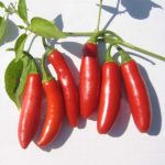 Serrano Tampiqueno Hot Pepper Garden Seeds – 1 Lb Bulk – Heirloom