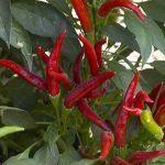 Super Chili Hybrid Hot Pepper Garden Seeds – 100 Seeds – Vegetable